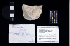Foto (Objekt + Etikett) von Eodromites grandis (von Meyer, 1857)  (NHMW-GEO-2017-0089-0040)